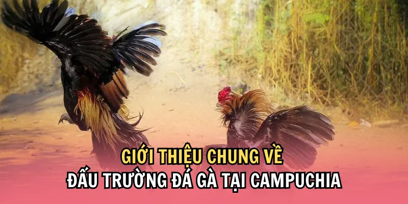 Giới thiệu chi tiết về hình thức cược đá gà Campuchia